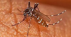 Moustique chikungunya méditerrannée
